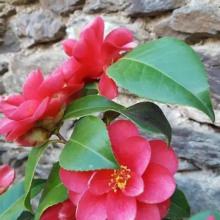 La Ferme Des Andes - L'atelier Apartmán Quins