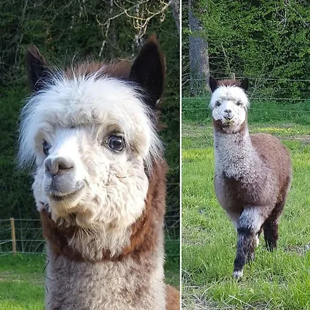 La Ferme Des Andes - L'atelier Apartmán *