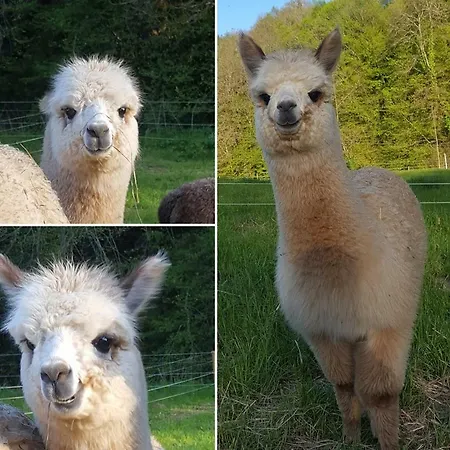 La Ferme Des Andes - L'atelier Quins