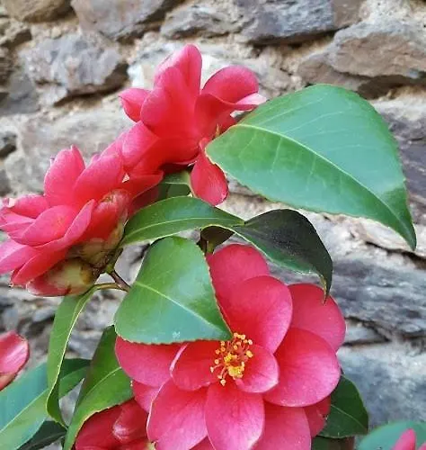 La Ferme Des Andes - L'atelier アパート Quins