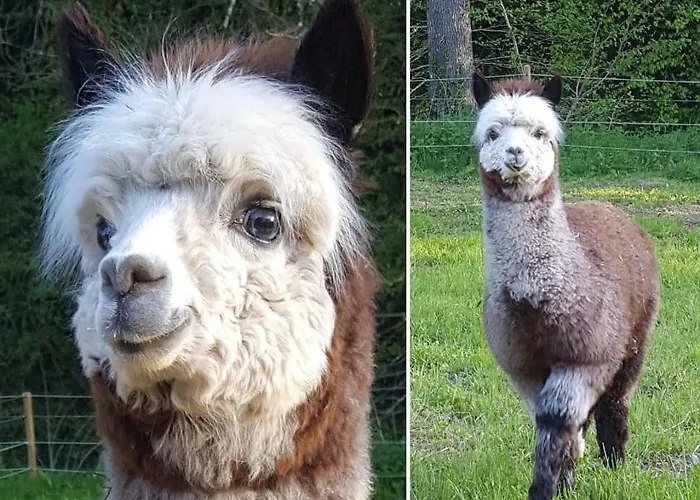 La Ferme Des Andes - L'atelier アパート *