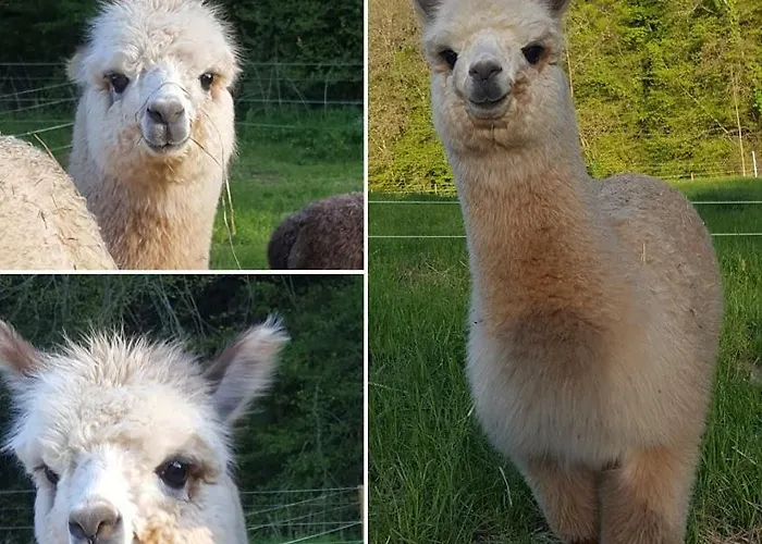 La Ferme Des Andes - L'atelier Quins